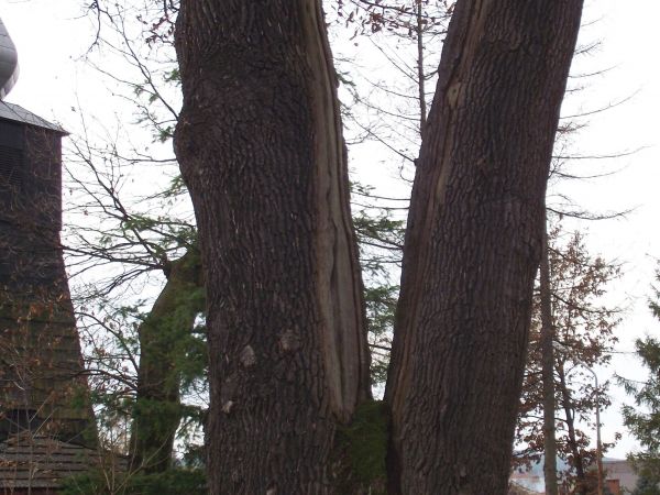 park dworski - obfitość nasadzeń drzew szlachetnych a i często egzotycznych - słynął w tej części Galicji, nie miał konkurencji w okolicy, dopiero później i dal