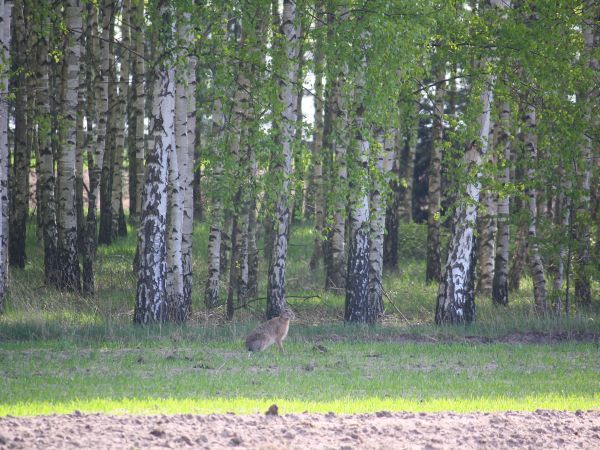 zdjecie Tyniewicze Duże
