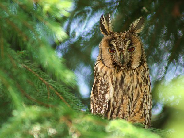 Sowa uszata - Nowosiółki - Fauna