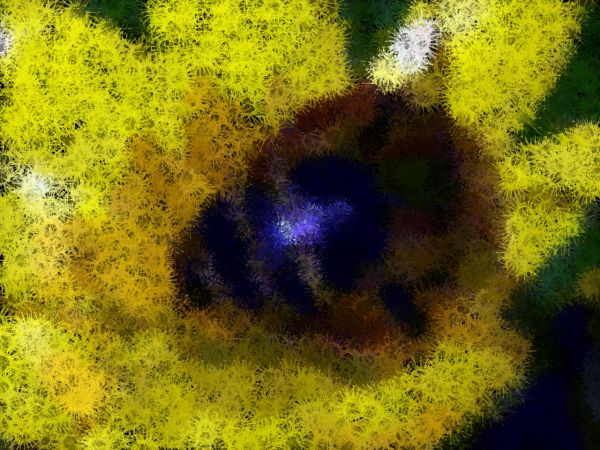 zmieniona fotka pszczoła