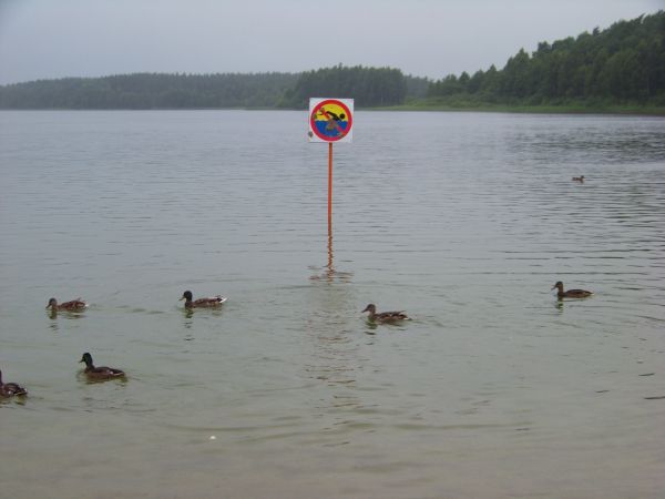 Kaczy recydywiści - kolejny raz pływają na zakazie.
