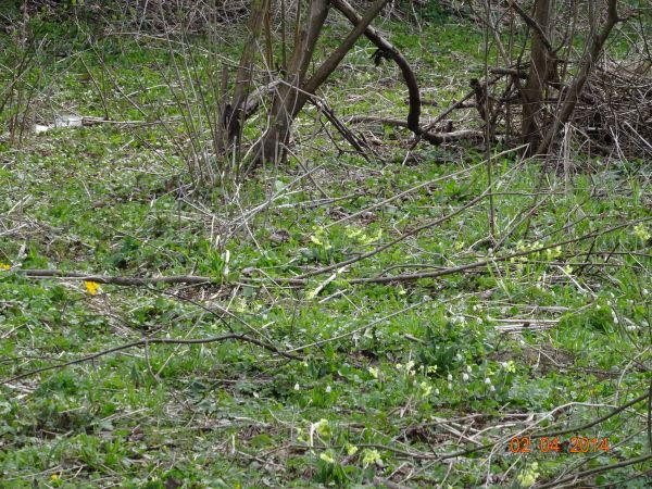 wiosna rozbudzona - geofity w pełnej krasie, tu pierwiosnka wyniosła - często nazywana pierwiosnkiem lub primulką, kwitnie w kwietniu i maju, ma jasnożółte kwia