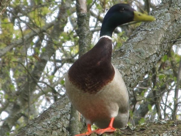 Kaczor na drzewie tuż nad kanałem rzeki Wdy wypływającej z jeziora Wdzydze