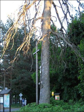 Święta Sosna - wg. starej tradycji drzewo na którym wisi kapliczka jest święte. Nie można go ściąć, jedynie wichura ma prawo je przewrócić.