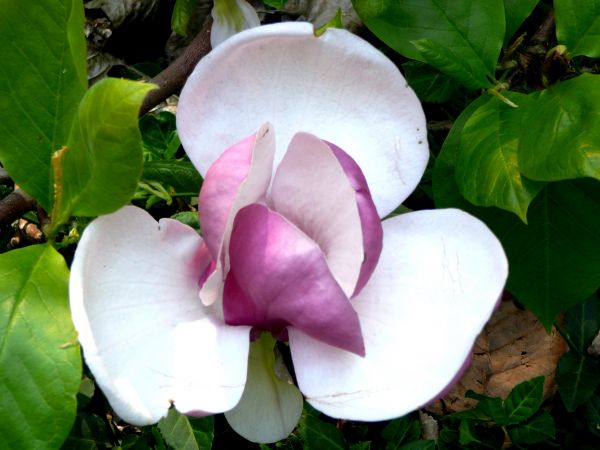 KWIAT MAGNOLII