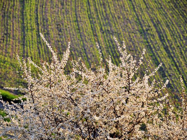 zdjecie Wodzisław Śląski