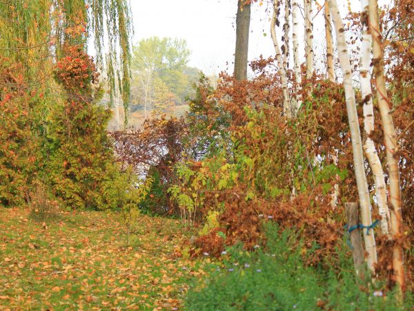 Łopienno, jesień.