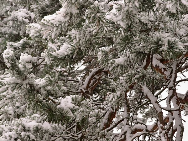 Zimowa sceneria terenu przy ulicy Mickiewicza, nad rzeką Wdą, oraz przy budynku Urzędu Miejskiego.