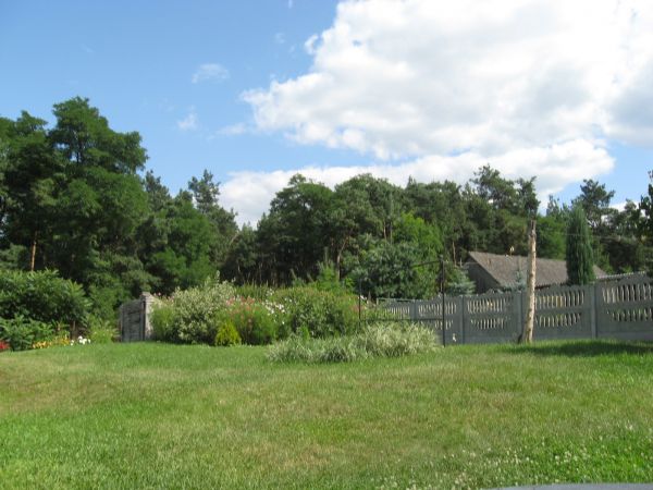 Pachnący żyywicą sosnowy las