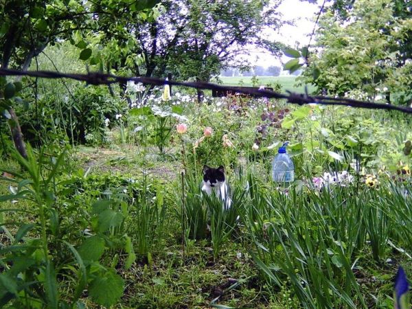 kawałek ogrodowej przyrody