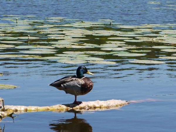 Znudzona kaczka z Luboradzy