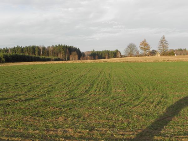 Tzw. Bagna(Wilcze Błota)10'