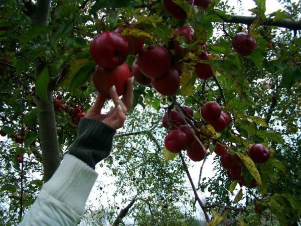 Jesienna pora w Oborzanach