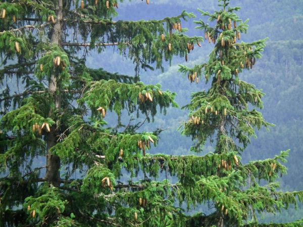 zdjecie Szklarska Poręba