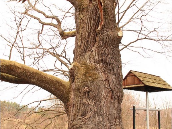 Drewniana cerkiew greckokatolicka p.w. Narodzenia NMP w Łodzinie. Zbudowana w 1743 roku. Obecnie filialny kościół rzymskokatolicki .