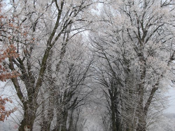 Aleja Lipowa od strony Długiego zimą
