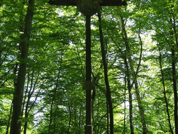 krzyż - na leśnej polanie, to symbol łączący niebo z ziemią, jego ramiona obejmują całą ludzkość na ziemi, tu z plakietką przedstawiającą św. Huberta klęczącego