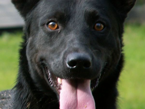 Czarny charakter Bródzek.