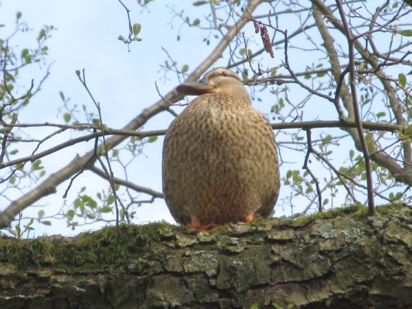 Kaczka na drzewie kanałem rzeki Wdy