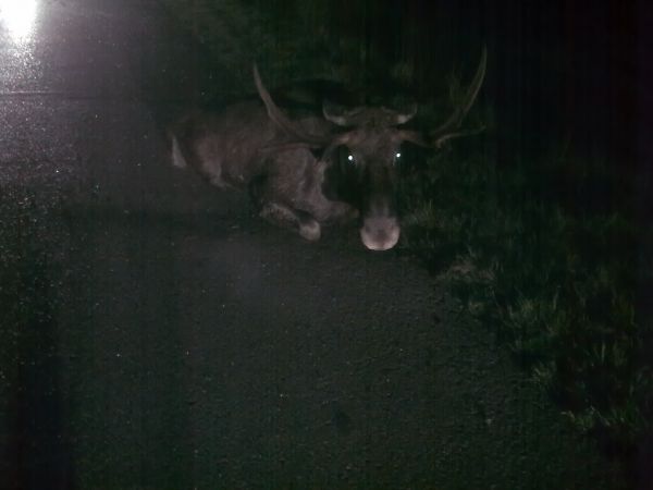 Byla bardzo duza mgla , gdy on juz leżal , potrącony przez samochod osobowy.