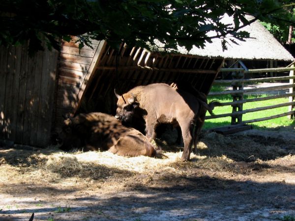 Zagroda pokazowa żubrów