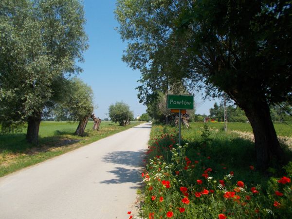 Z Raju nad Wisłą trafiamy do Pawłowa ,który wita  czerwonymi makami .Kiedyś wierzby stanowiły powszechne źródło opału, surowca gospodarczego i tworzyły piękno t