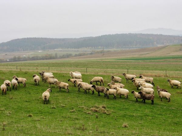 czy to musztra jaka - czy chęć pozowania ? - kierdel w scenerii Pogórza Bukowskiego. Przy ekspozycji : Napoleon Bonaparte twierdził, iż "Armia baranów, której p
