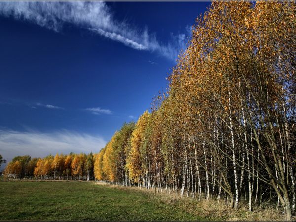 zdjecie Tyniewicze Duże