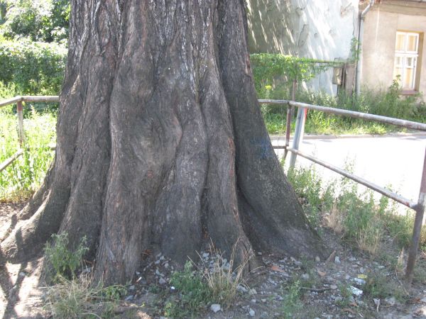 Drzewo na zapleczu poczty