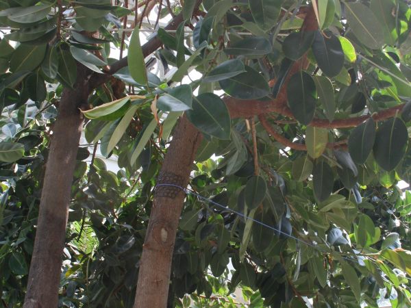 przy pałacu - w palmiarni, widać rzeźbę bez głowy.