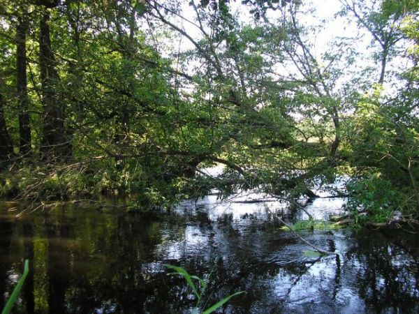 Świder w Radachówce