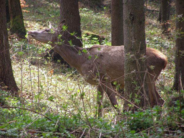 Łanie spacerujące między alejkami na Górze Parkowej.Prawie na wyciągniecie reki. czasami schodzą na deptak i pasą się na trawnikach między ludźmi