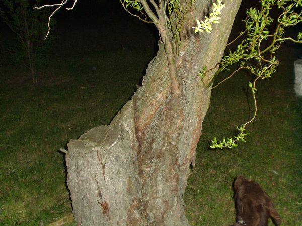 Zejdź kotku, porozmawiamy.