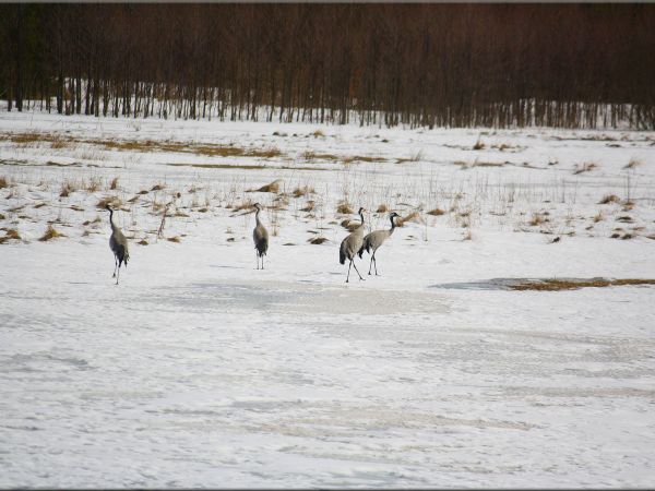 zdjecie Tyniewicze Duże