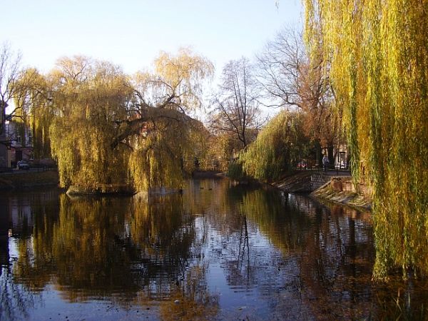 Staw w parku przy Bankowa-Kubika