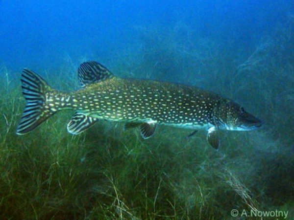 Ostatni szczupak z Wissy