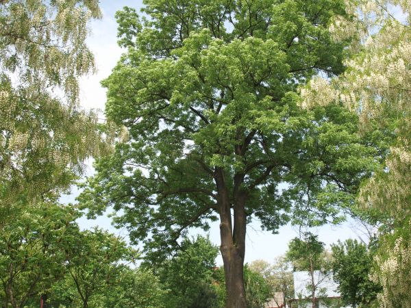 Zdjęcia Gniewczyna Łańcucka