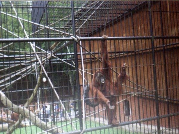 Gdańsk - Oliwa- ZOO