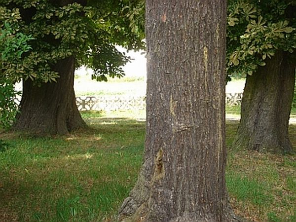 Kasztanowce w obwodzie 350-400 cm.