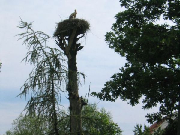 Zdjęcia Przyłęgów