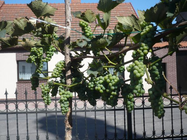 Przy  opłotowaniu  kościoła  ewangelickiego  ciekawie  rośnie  winorośł.