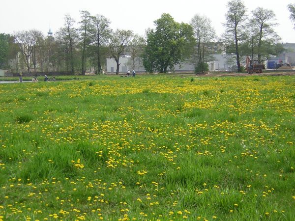 zdjecie Sulechów