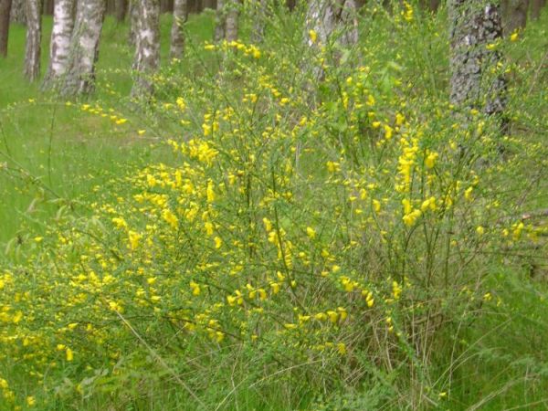 Pali sie ,ale sie nie spala... zarnowiec
