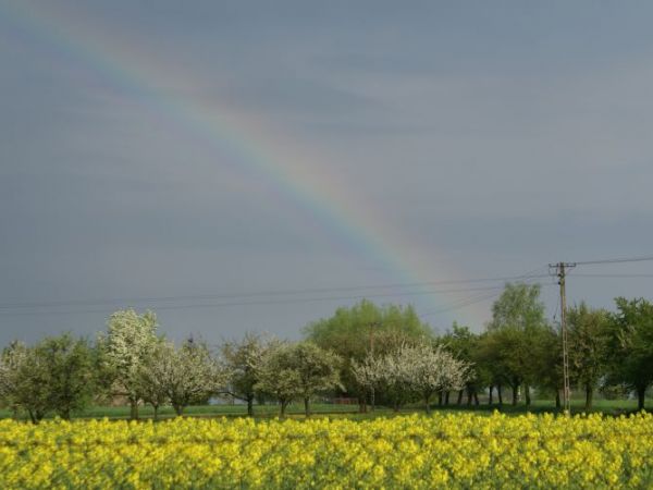 zdjecie Niedźwiedź