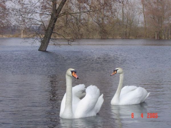 Sokołowo Włościańskie - zalewisko wiosenne z łabędziami