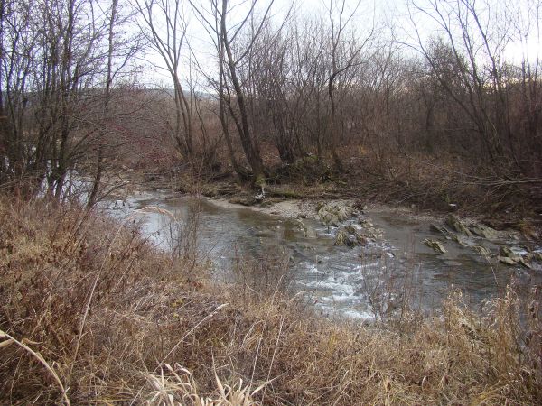 fragmenty nadrzecznego łęgu - urokliwie przepływającego tędy Sanoczka.