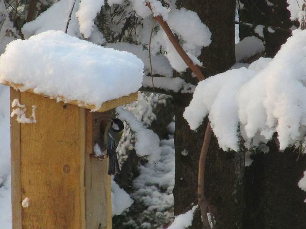 zdjecie Pietrzykowice