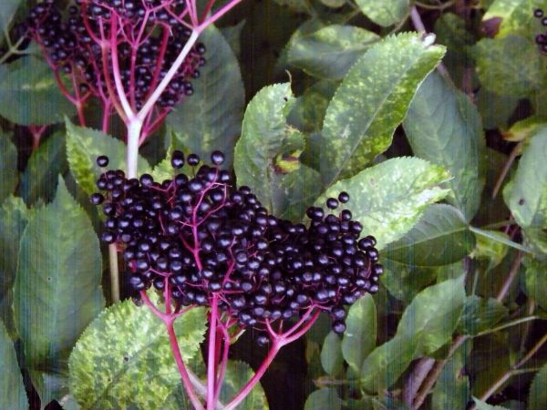 do wiosny i lata jeszcze trochę obrotów ziemi zostało  czarny bez lub jego mały fragment