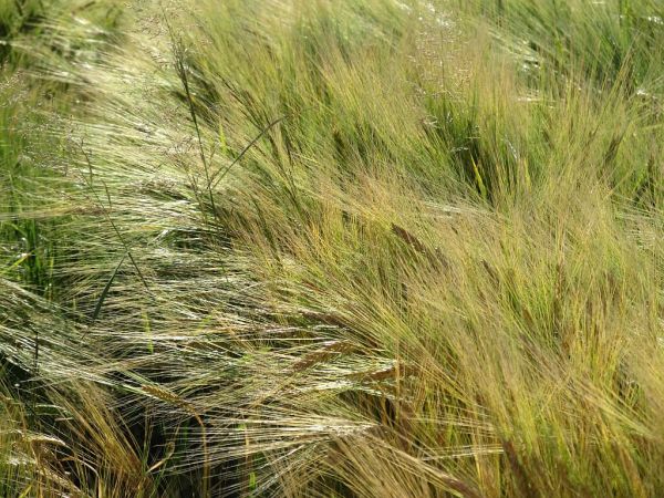 zdjecie Pietrzykowice