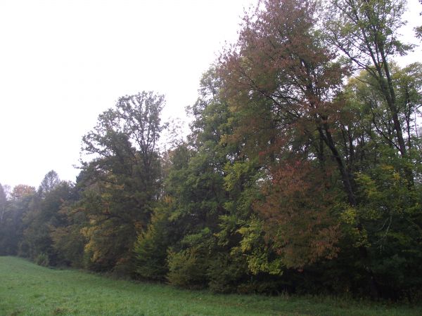 wyrośla - przyczyną ich powstawania są zwierzęta, najczęściej nicienie, owady i roztocze. Wśród owadów jest wiele gatunków wyspecjalizowanych w prowokowaniu two